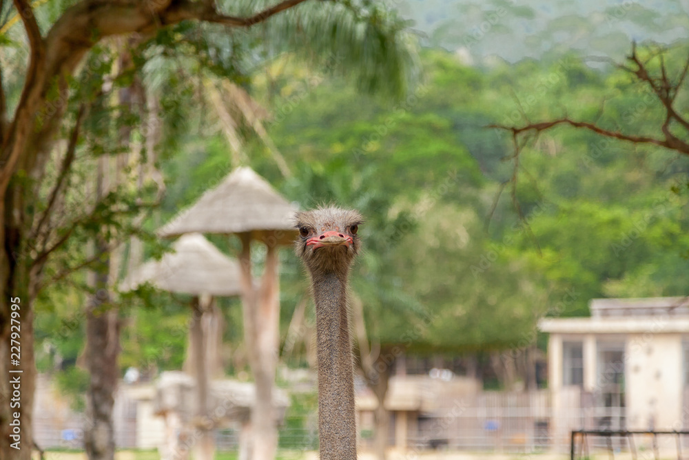 African Ostrich or Common ostrich  (Struthio camelus) bird head and neck front portrait in the Safari park
