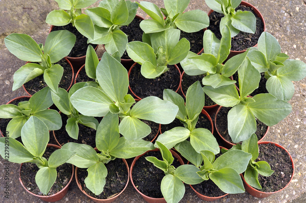 Broad beans
