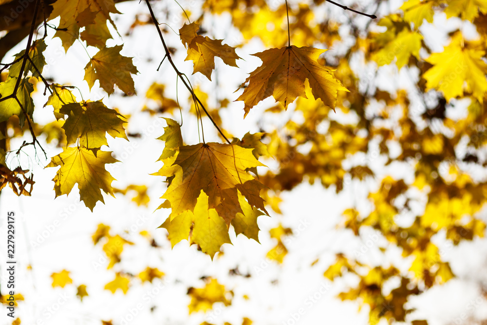 Autumn leaf. Autumn maple leaf. fallen leaves. Autumn leaf. Autumn maple leaf. fallen leaves.
