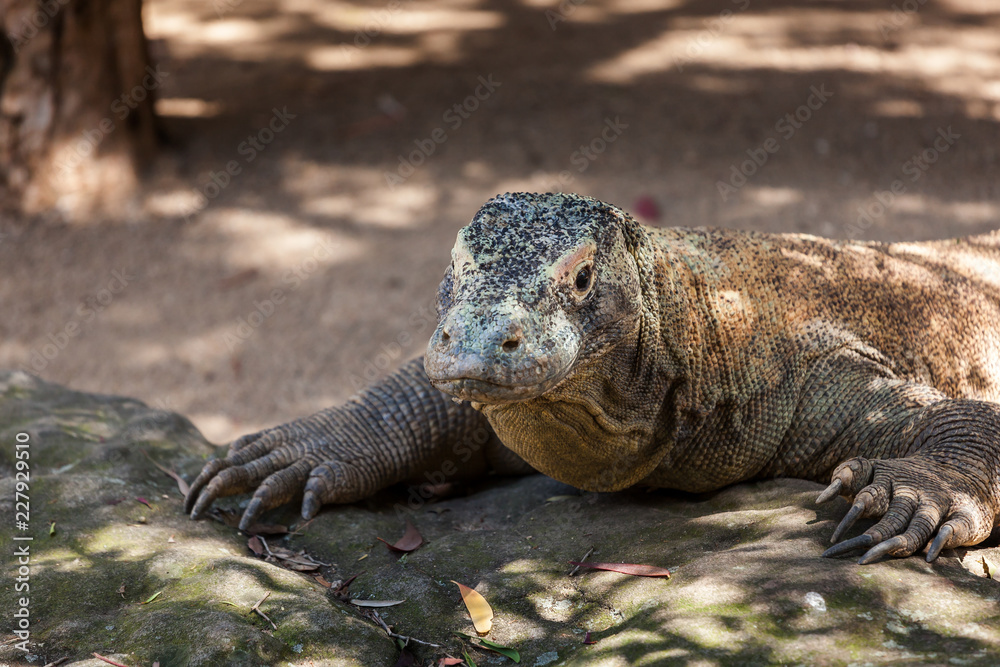 Komodo Dragon portrait as the reptile rests on a rock. Komodo Dragon portrait as the reptile rests on a rock.