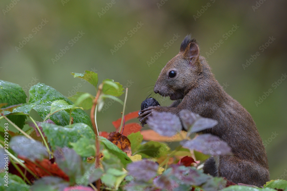 Fototapeta premium 秋のエゾリス
