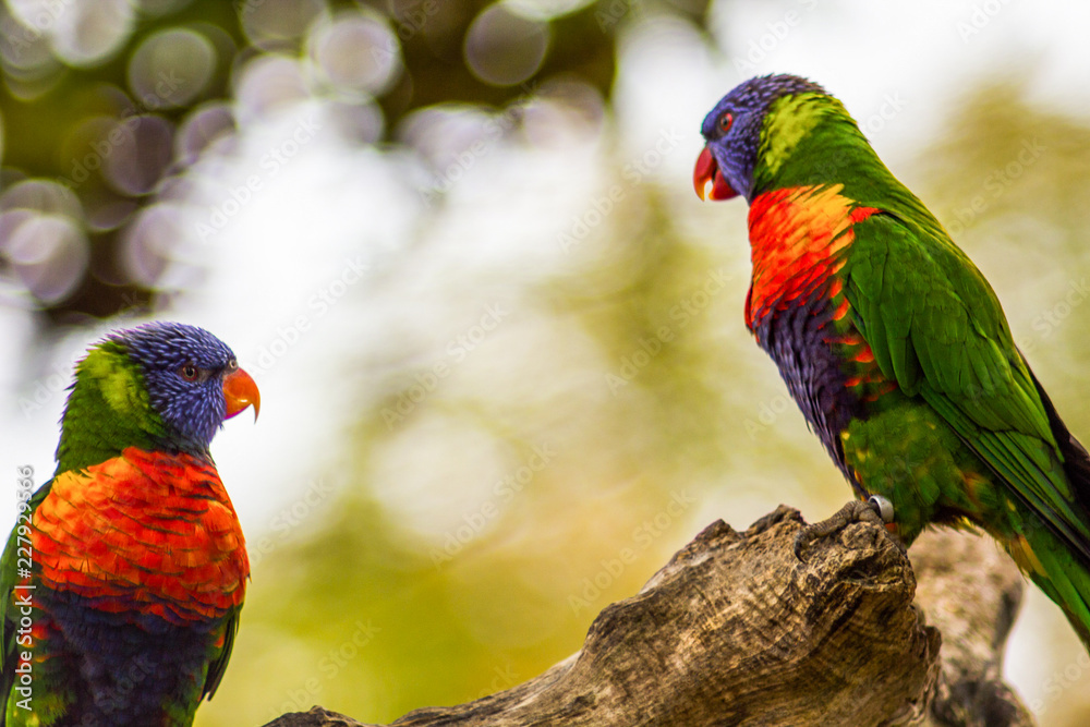 Naklejka premium Two Parrots