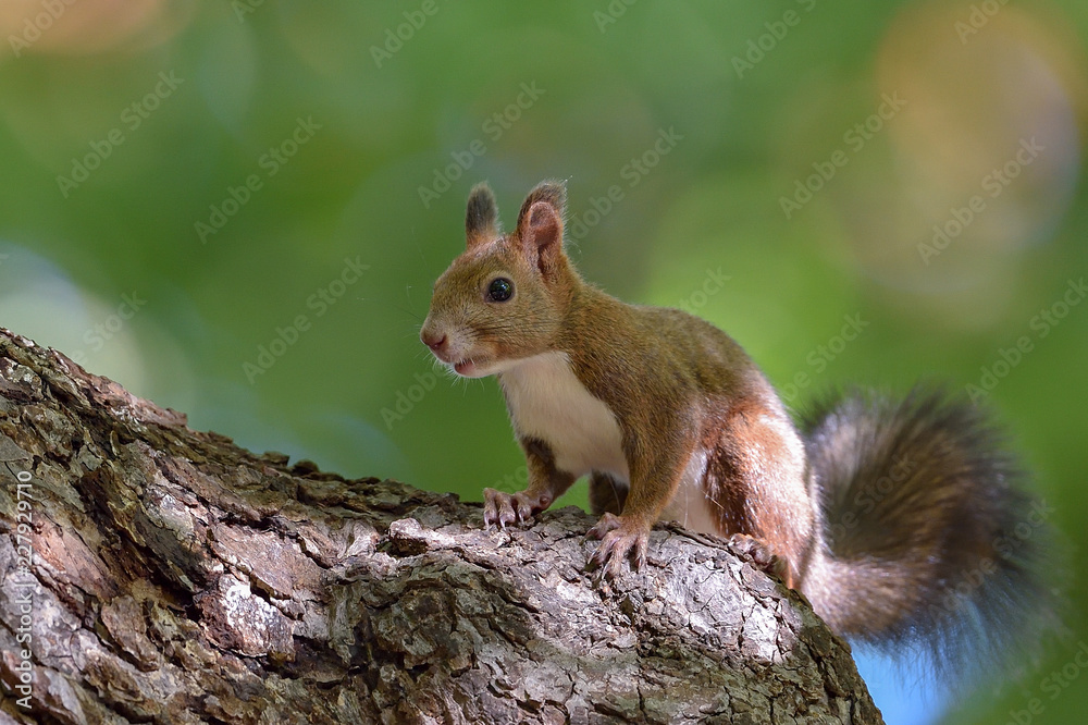 Obraz premium 秋のエゾリス