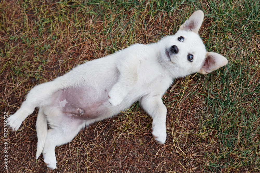 Fototapeta premium White puppy plays, pulls and frolics with the mistress.