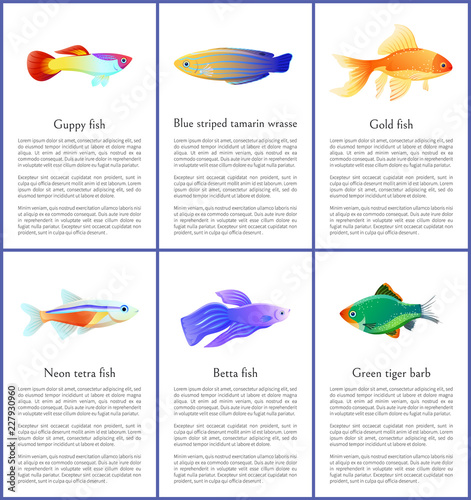 Set of Saltwater Inhabitant Vector Illustrations