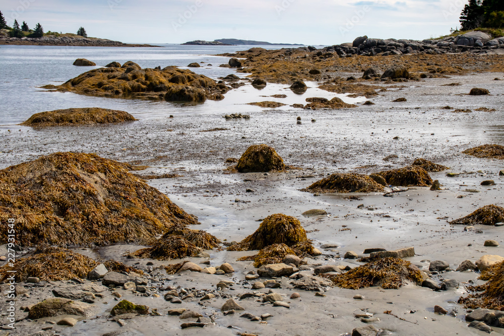 beach with rocks and colorful seaweed