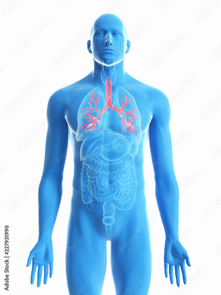 3d rendered medically accurate illustration of a mans bronchi 3d rendered medically accurate illustration of a mans bronchi