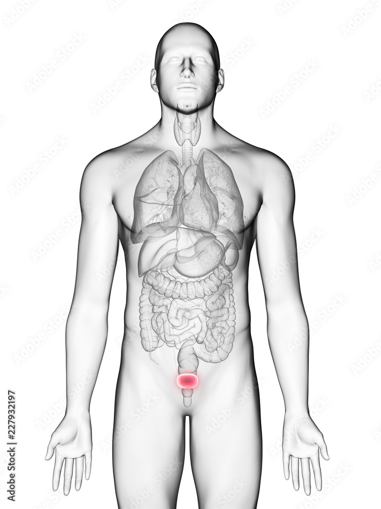 Fototapeta premium 3d rendered medically accurate illustration of a mans bladder