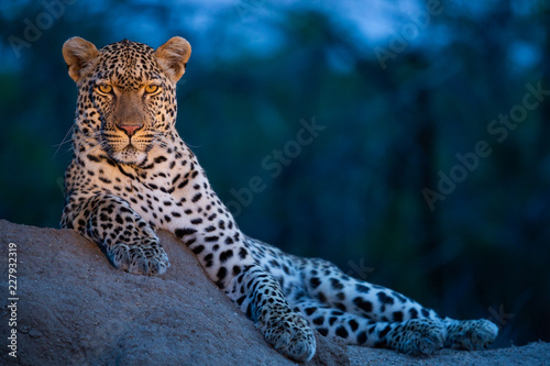 Leopard in their natural habitat. - captured in the Greater Kruger National Park South Africa