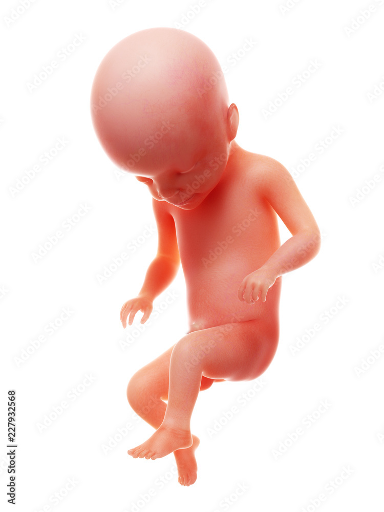 3d rendered medically accurate illustration of a human fetus, week 22 3d rendered medically accurate illustration of a human fetus, week 22