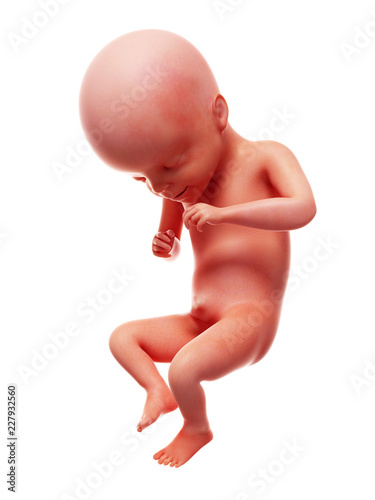 3d rendered medically accurate illustration of a human fetus, week 21