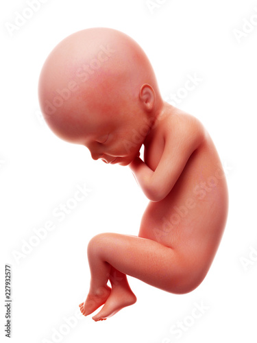 3d rendered medically accurate illustration of a human fetus, week 24