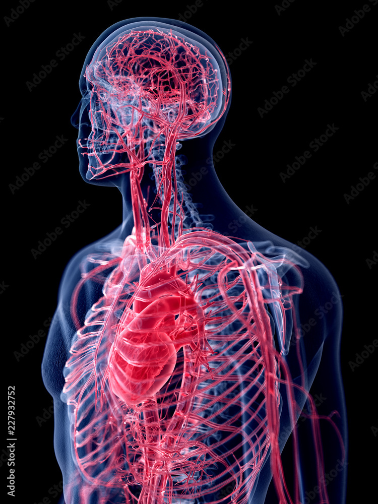 3d rendered medically accurate illustration of the human vascular system 3d rendered medically accurate illustration of the human vascular system