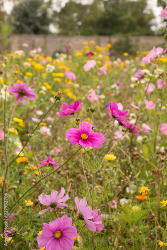 Fototapeta Naklejka Na Ścianę i Meble -  Wildflower garden with fuschia and yellow flowers against brick wall