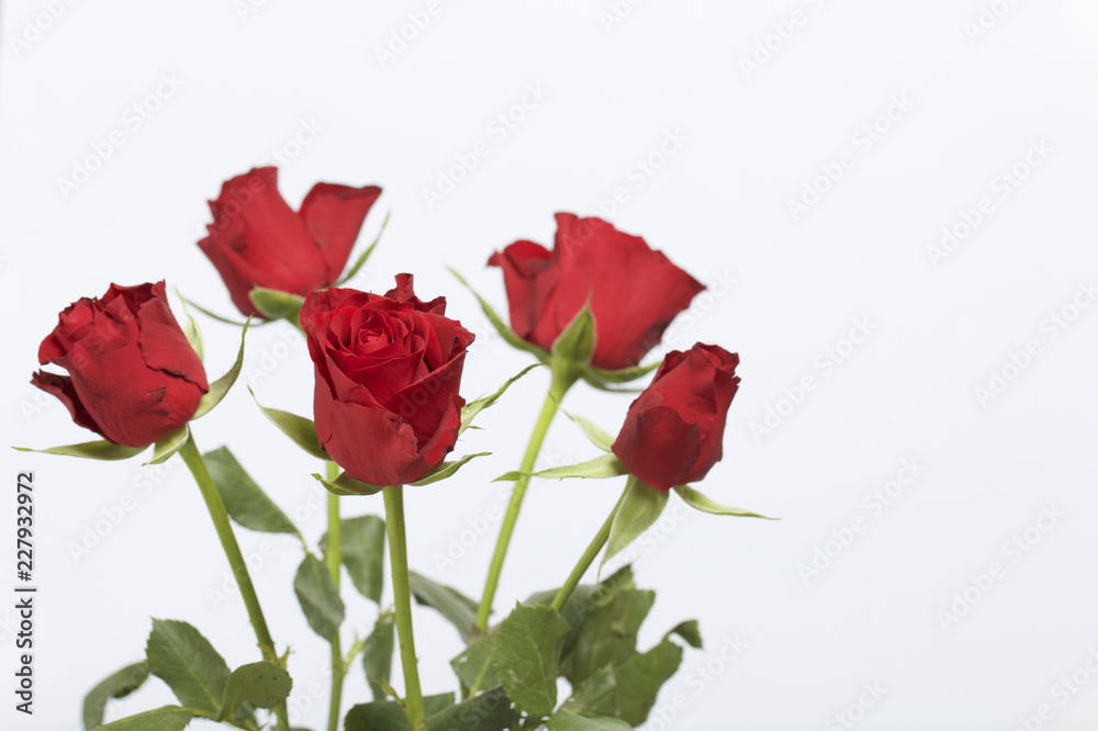 A bouquet of scarlet roses. Five flowers. On a white background A bouquet of scarlet roses. Five flowers. On a white background