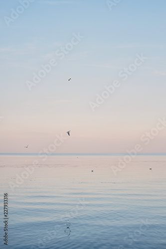 white seagulls chilling and fly on the surface and wave of blue sea water.