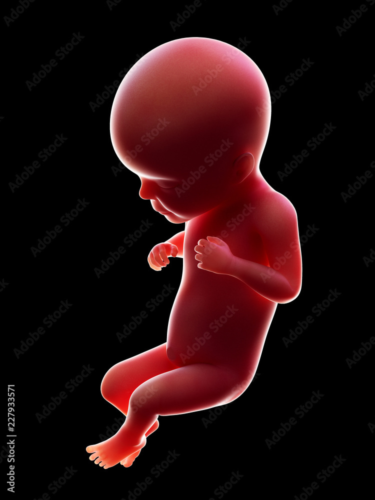 3d rendered medically accurate illustration of a human fetus, week 26 3d rendered medically accurate illustration of a human fetus, week 26