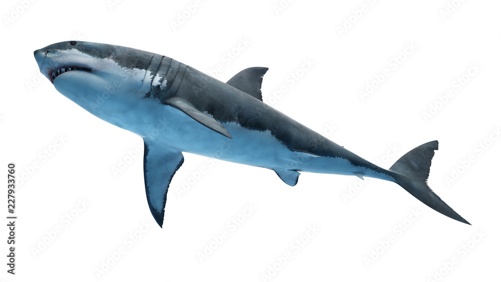 3d rendered illustration of a great white shark