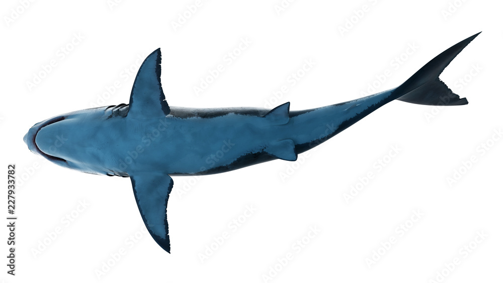 Fototapeta premium 3d rendered illustration of a great white shark