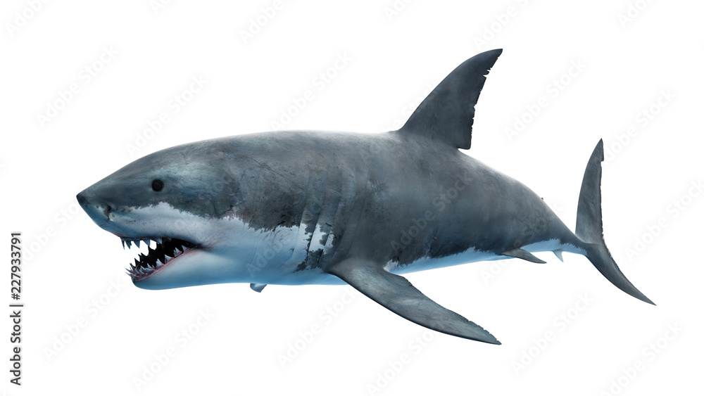Naklejka premium 3d rendered illustration of a great white shark