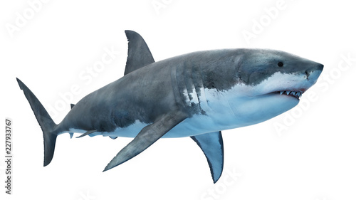 3d rendered illustration of a great white shark