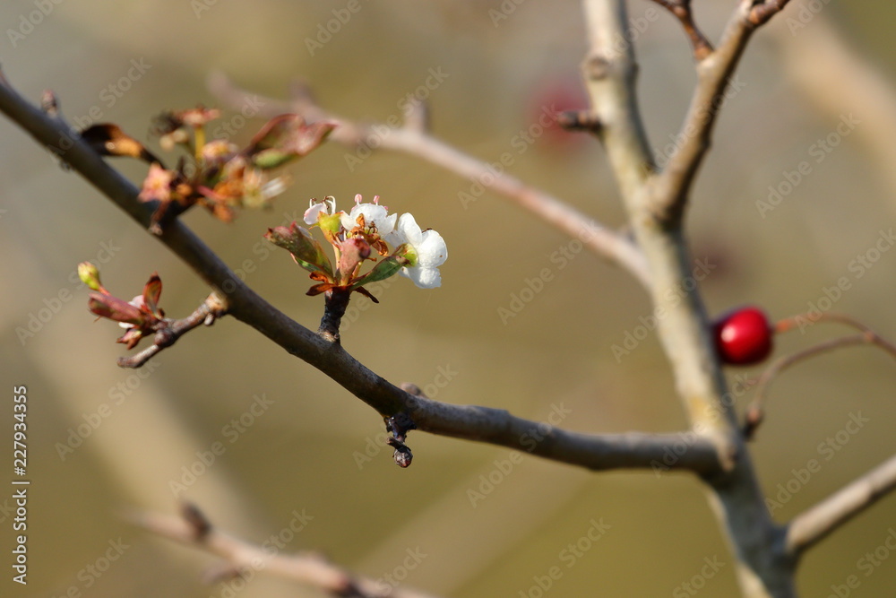 Blooming tree in fall, wonder of nature Blooming tree in fall, wonder of nature