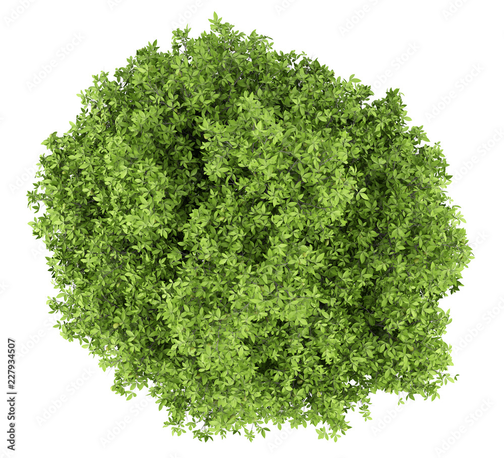 Obraz premium avocado tree with avocados isolated on white background. top view