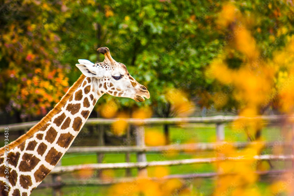 Obraz premium Giraffe