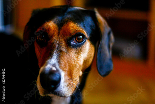 Staring Dog