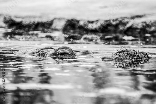 Hippo