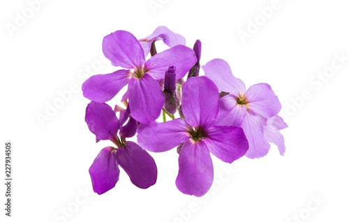 small lilac flowers isolated