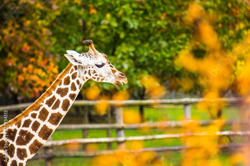Giraffe