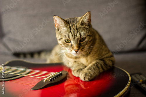 Playing Cat
