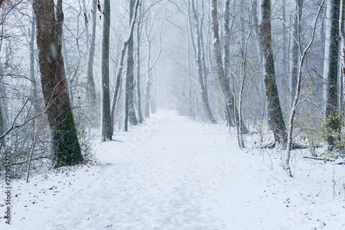 A path in a forest under the snow in winter, Rotterdam, Netherlands