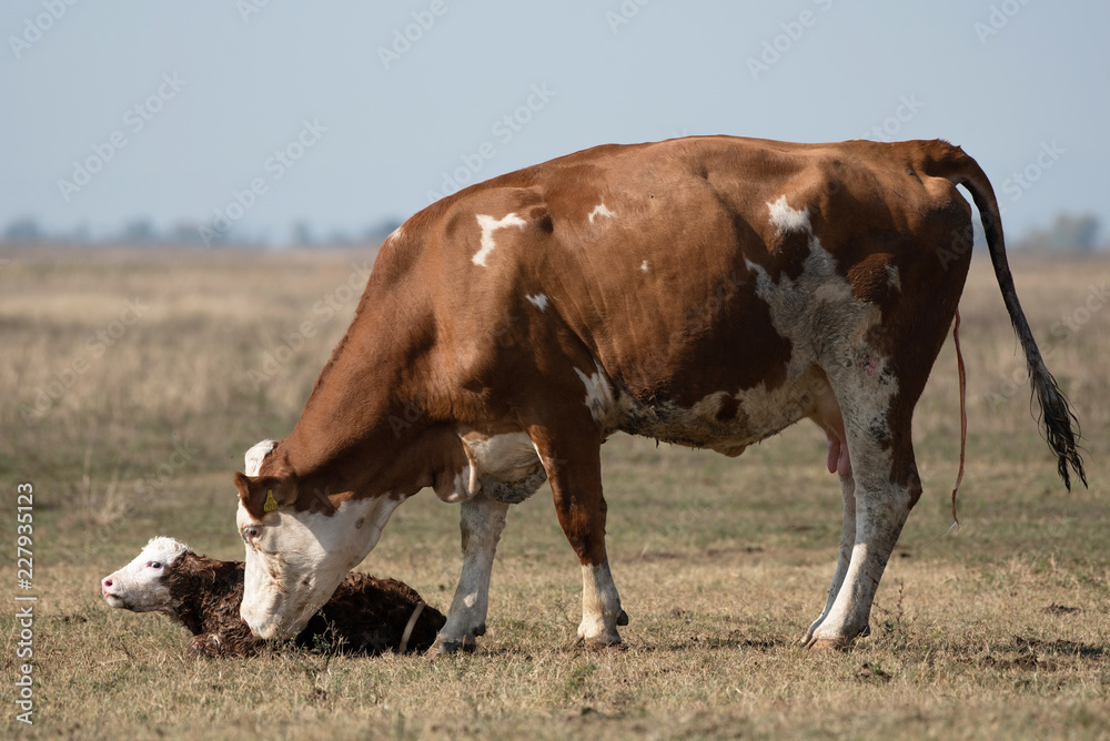 Cow and her newborn cow in the field Cow and her newborn cow in the field