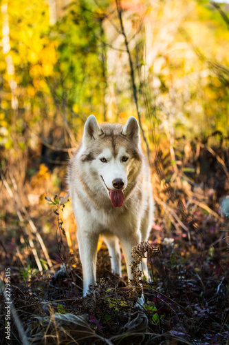 Portrait of gorgeous dog breed Siberian Husky standing on the hill in fall on a bright forest background.