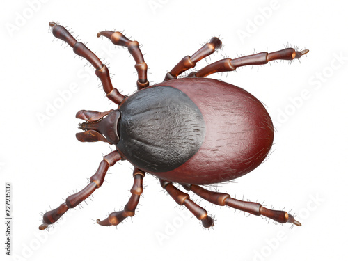 3d rendered illustration of a tick on white background