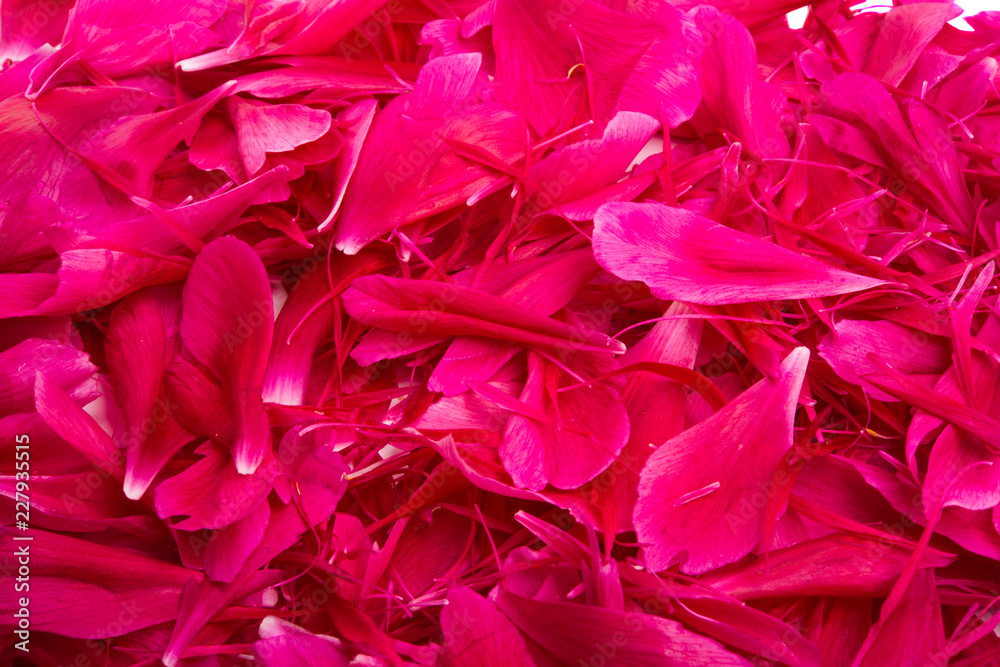 Peon petals Peon petals