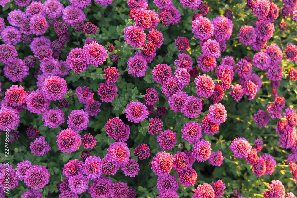 Beautiful chrysanthemum flowers in an autumn garden, se-up, selective focus. Early morning, dew. Top view. Beautiful chrysanthemum flowers in an autumn garden, se-up, selective focus. Early morning, dew. Top view.