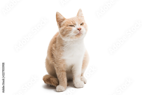 young cat isolated