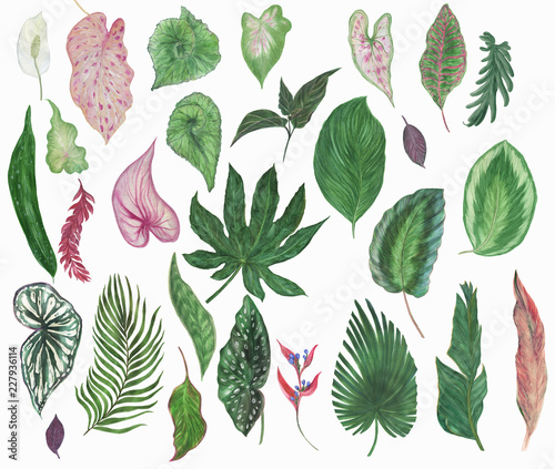 Wallpaper Mural Colorful floral collection with tropical leaves and beautiful flowers, drawing watercolor. Design for invitation, wedding or greeting cards Torontodigital.ca