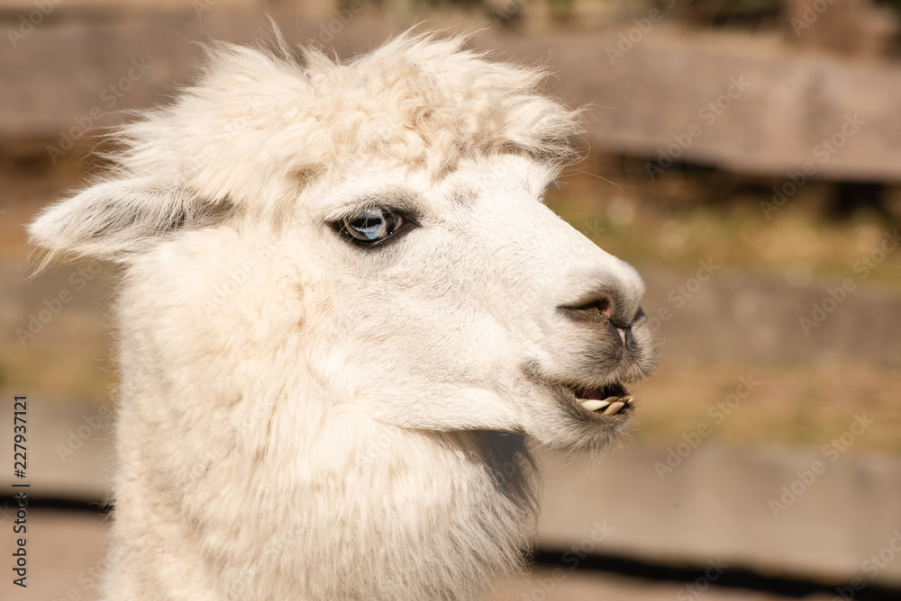 Alpaca portrait in autumn sunshine