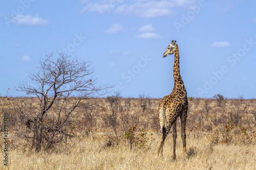 Giraffe in Kruger National park, South Africa . Specie Giraffa camelopardalis family of Giraffidae