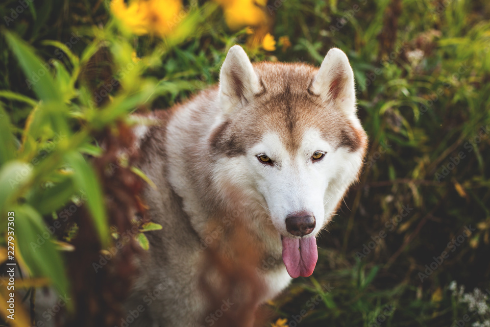 Close-up Portrait of gorgeous Siberian Husky dog sitting in the bright enchanting fall forest Close-up Portrait of gorgeous Siberian Husky dog sitting in the bright enchanting fall forest