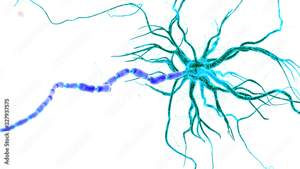 3d rendered medically accurate illustration of a human nerve cell on white background 3d rendered medically accurate illustration of a human nerve cell on white background