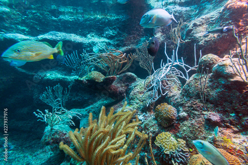 Fototapeta Naklejka Na Ścianę i Meble -  Fishes swimming in the Caribbean Sea of Mexico