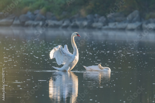 a couple of white swans