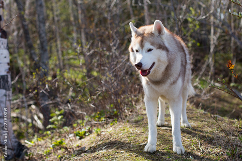 Profile Image of wild and free dog breed Siberian husky standing in the forest and sniffing fresh greenery.