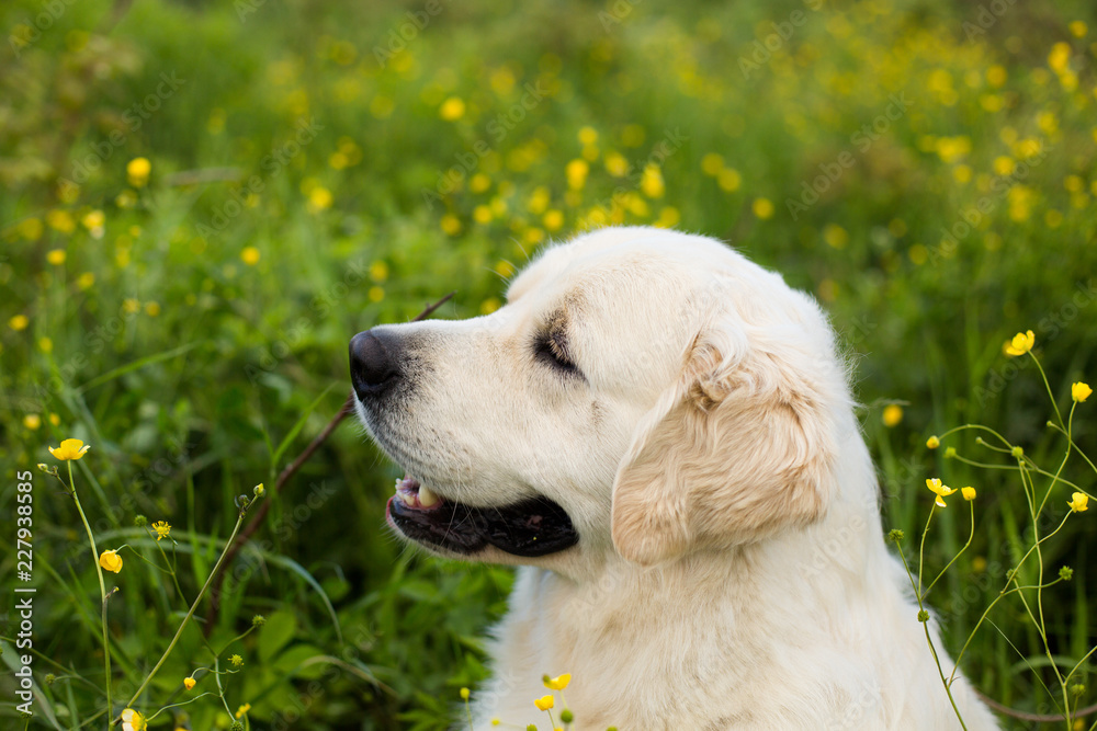 Profile portrait of gorgeous white dog breed golden retriever in the green grass and flowers background Profile portrait of gorgeous white dog breed golden retriever in the green grass and flowers background
