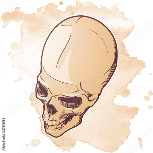 Human Skull hand drawing. Three quarters angle. Linear drawing painted in 3 shades, isolated on white background. EPS10 vector illustration photo